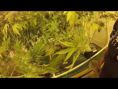 MMJ Growhouse Edit