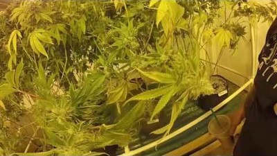 MMJ Growhouse Edit